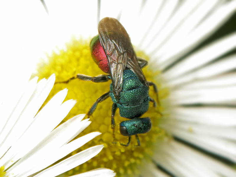 Hedychrum gerstaeckeri Chevrier, 1869